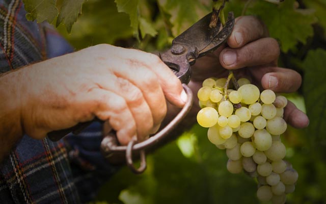 Vitivinicola Barazza